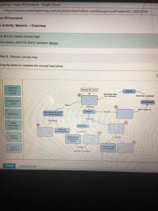 Can You Fill In The Meiosis Concept Map - Maping Resources