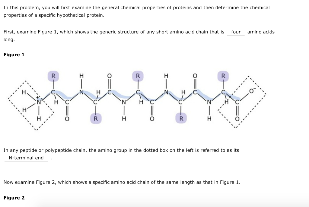 Polypeptide Chain Structure The Peptide Bond Polypeptide chain