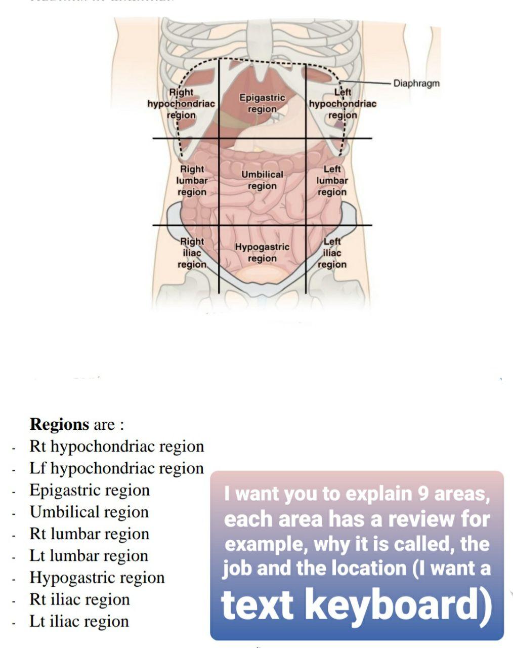 solved-diaphragm-right-hypochondriac-region-epigastric-chegg