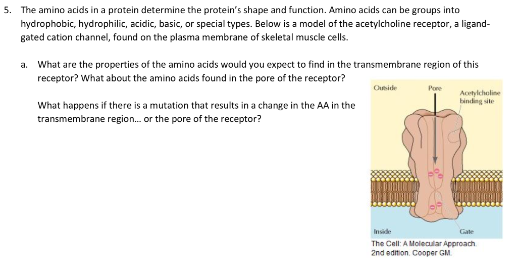 are hydrophobic amino acids inside or outside of proteins