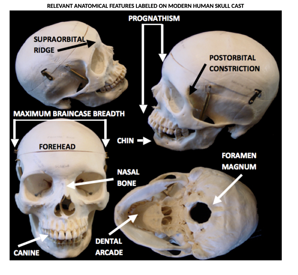 australopithecus afarensis skull labeled