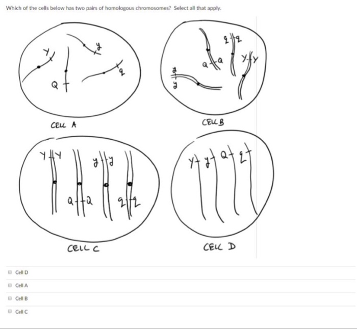 Solved Which of the cells below has two pairs of homologous | Chegg.com