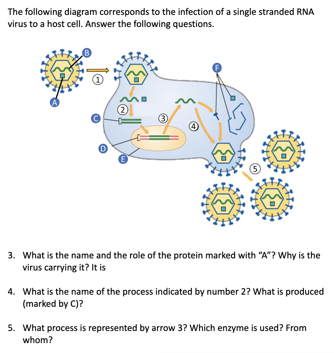 Solved Please explain number 3, 4, ﻿and 5 | Chegg.com