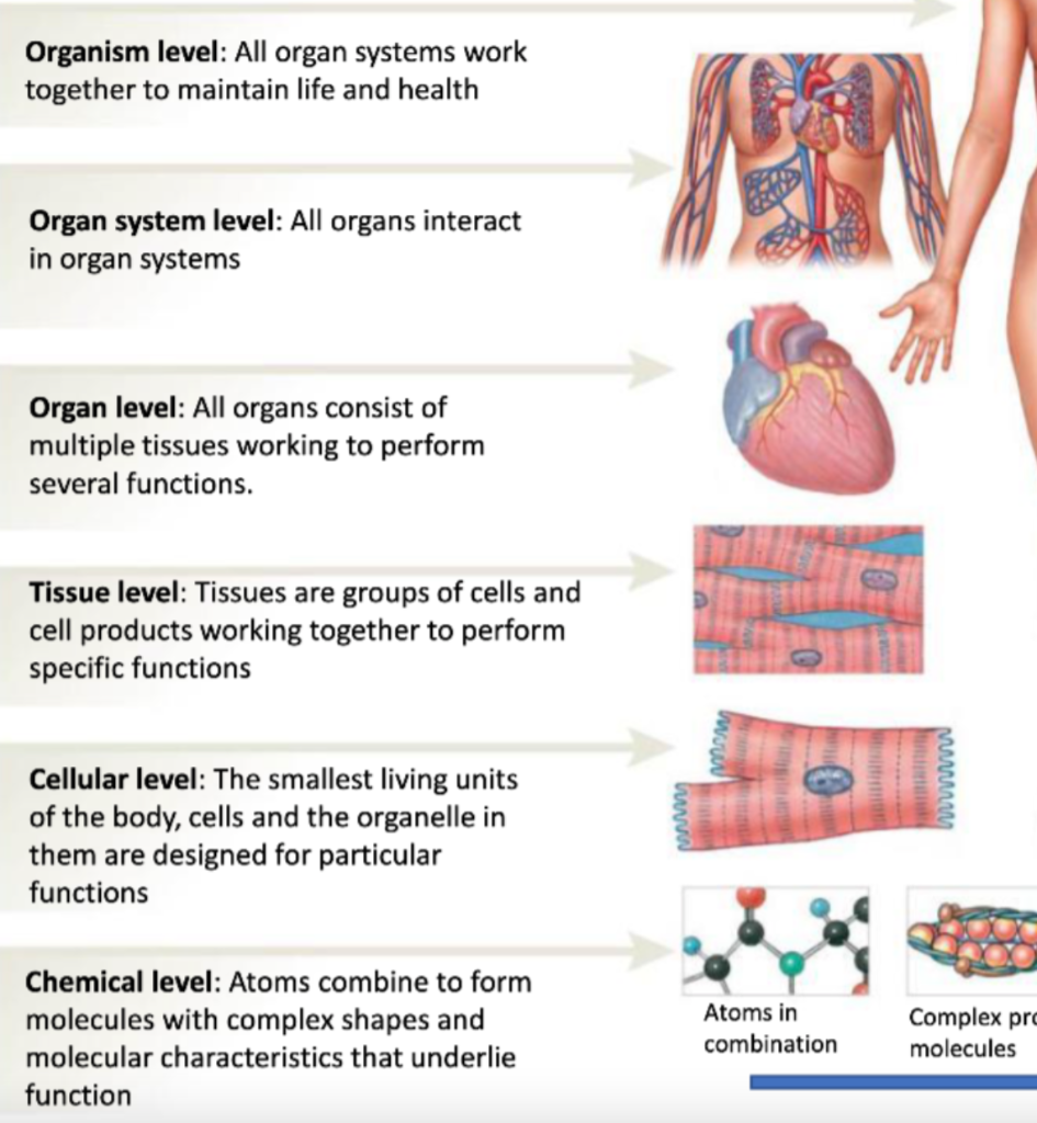 Organs and Organ System - Overview, Examples, and FAQs