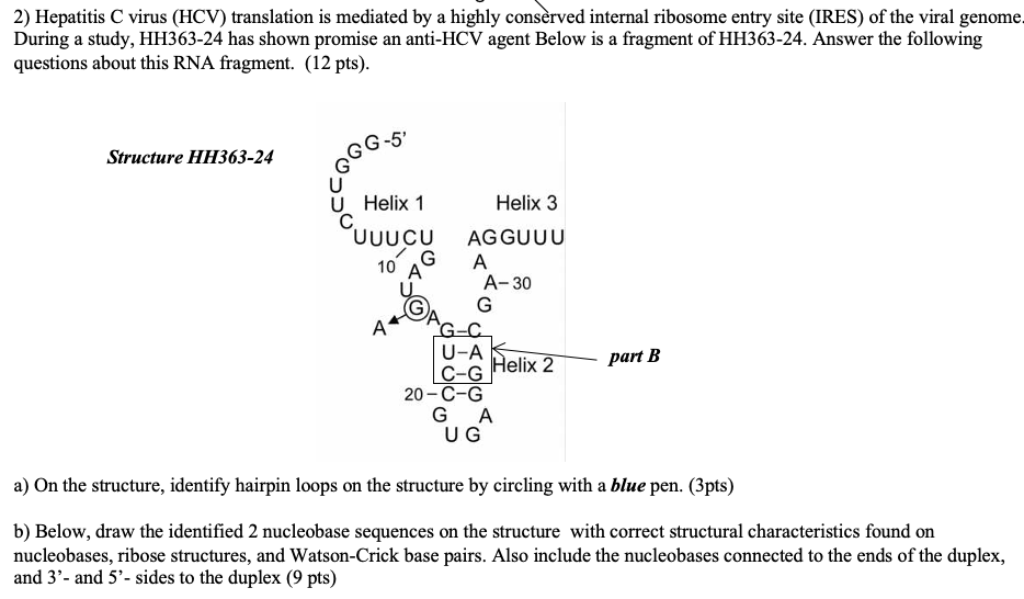 Solved 2) Hepatitis C virus (HCV) translation is mediated by | Chegg.com
