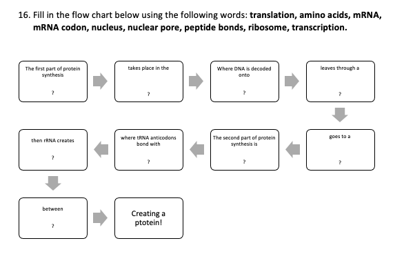 dna transcription and translation flowchart