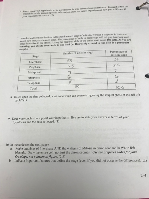 Answer Key Onion Cell Mitosis Labeled - Mebs09