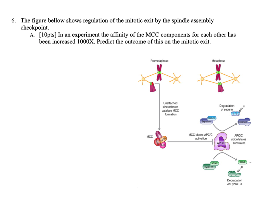 Solved 6. The figure bellow shows regulation of the mitotic | Chegg.com