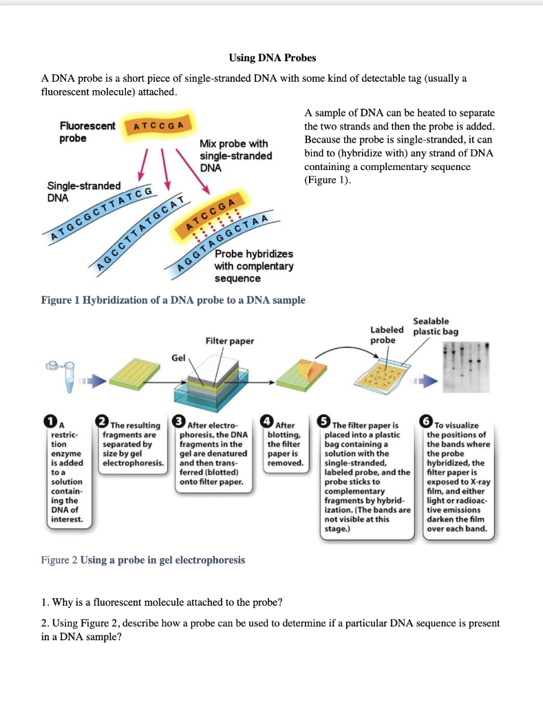 Solved Using DNA Probes A DNA probe is a short piece of
