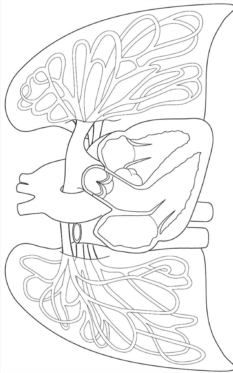 chambers of the heart coloring pages