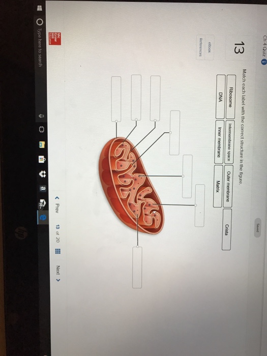 Solved Match each label with the correct structure in the