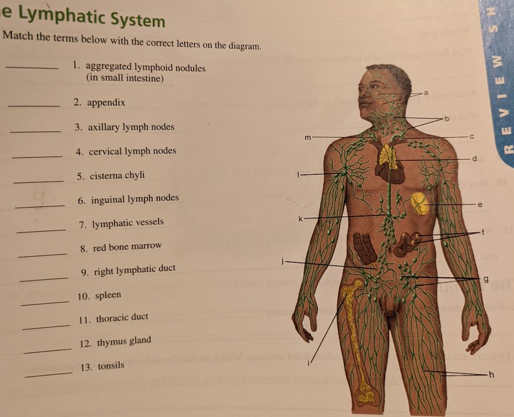 Solved e Lymphatic System Match the terms below with the | Chegg.com