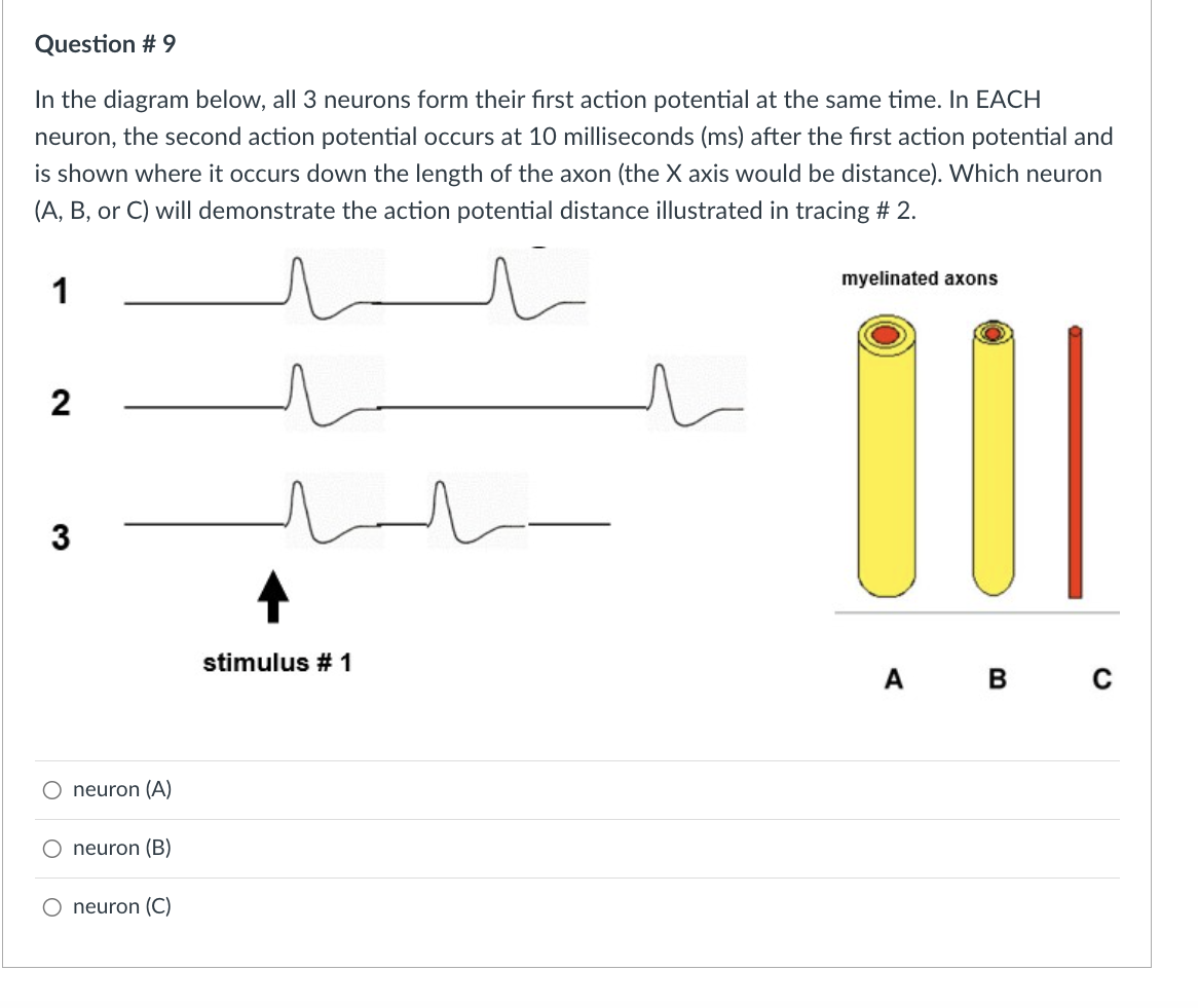 Solved In the diagram below, all 3 neurons form their first | Chegg.com