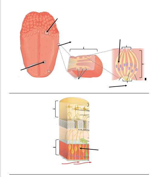 Solved Intro To Special Sense Anatomy Please Refer To The | Chegg.com