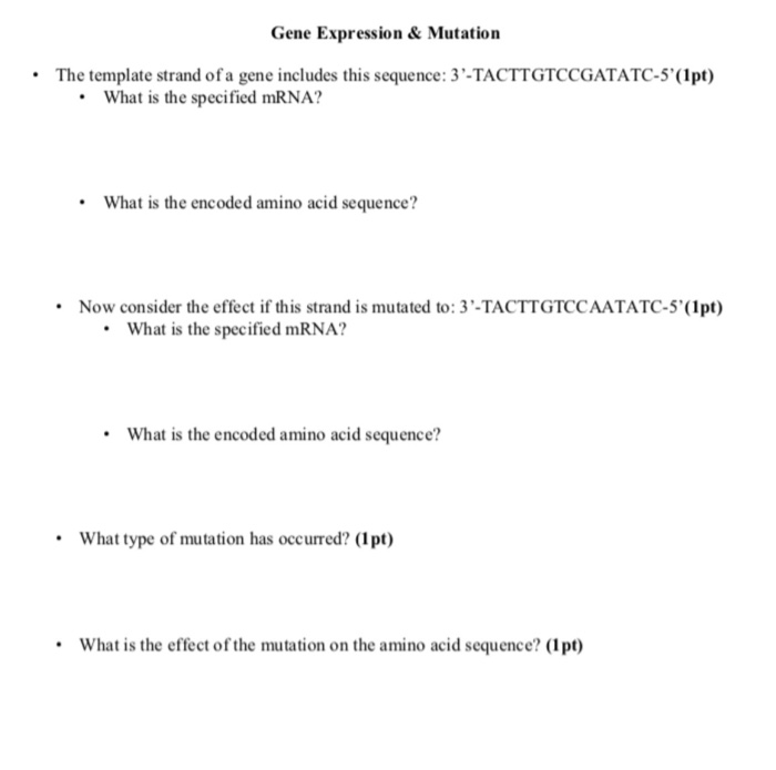 Solved Gene Expression &Mutation The template strand of a | Chegg.com
