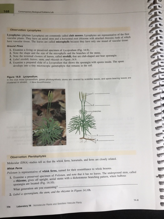 Solved Contemporary Biological Problems Lab Observation