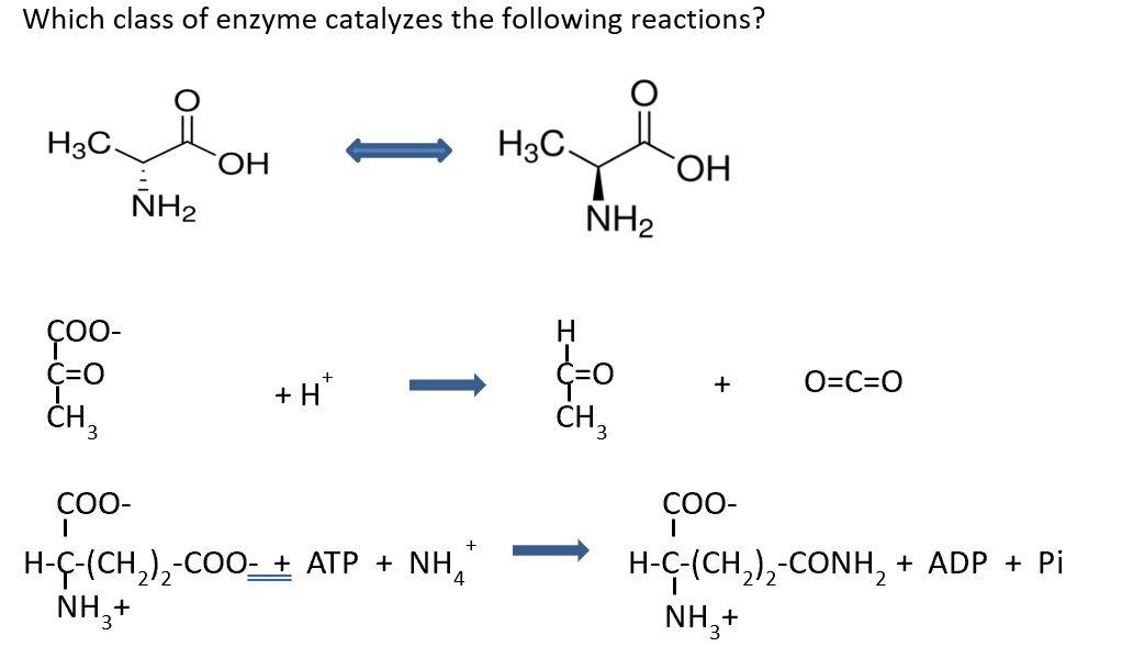 Solved Which class of enzyme catalyzes the following | Chegg.com