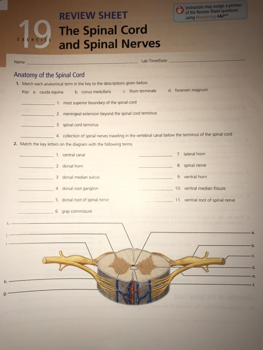 Most Superior Boundary of the Spinal Cord