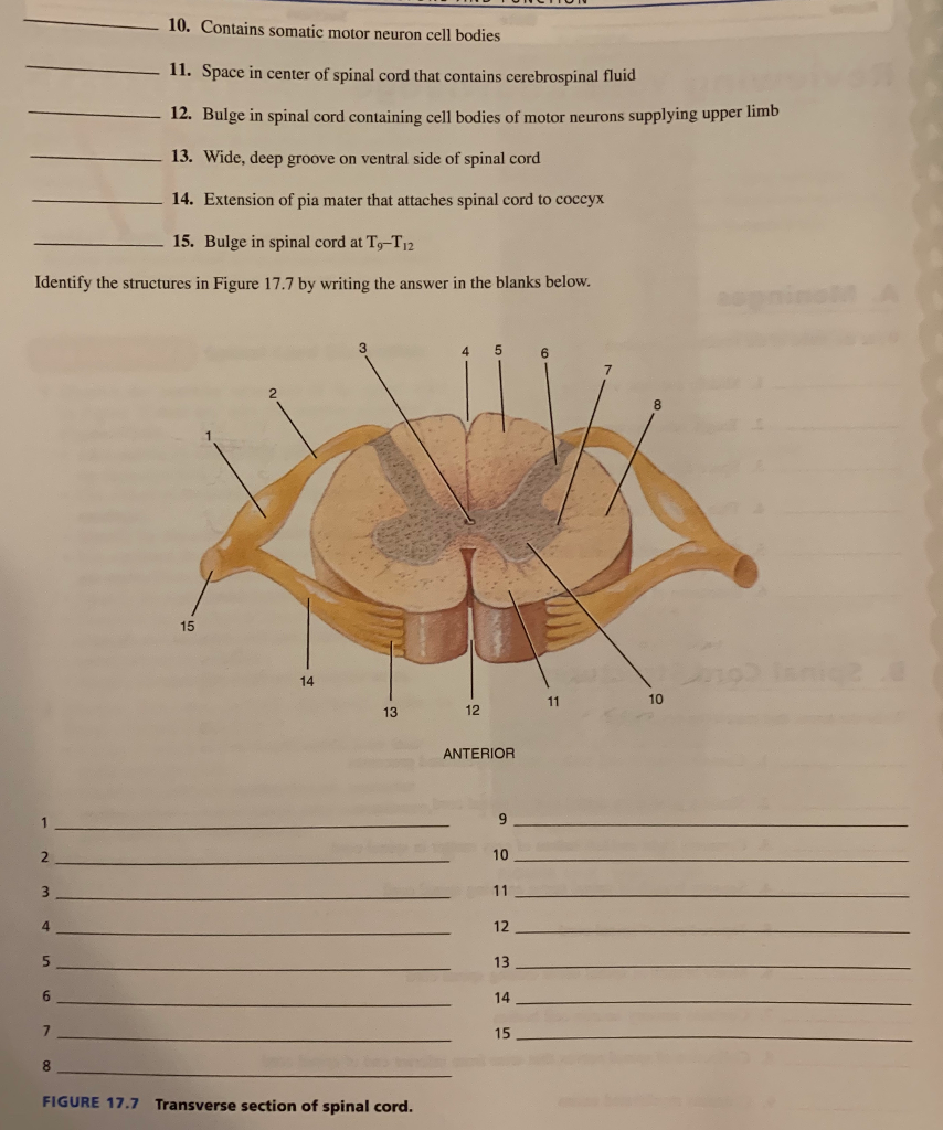 Solved B. Spinal Cord Structures Write The Terms That Match | Chegg.com