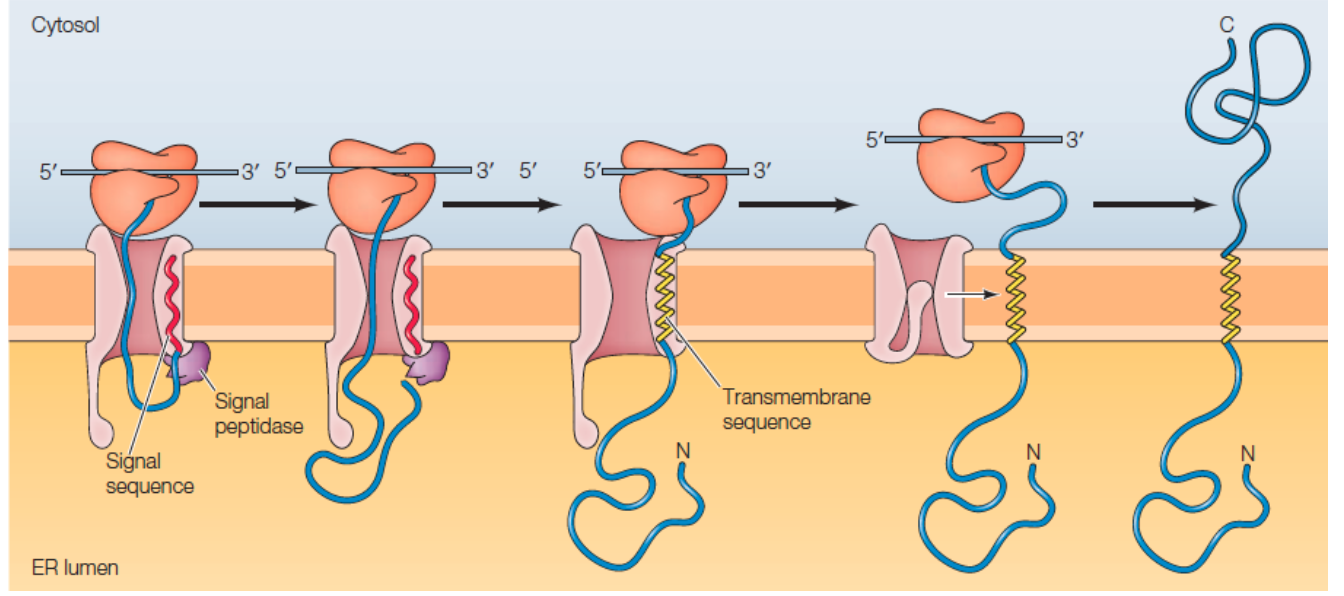 Solved a) What causes membrane proteins, like the ones shown | Chegg.com
