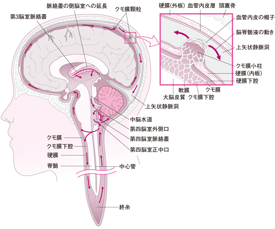解剖学 神経系 Flashcards Chegg Com 解剖学 神経系 Flashcards Chegg Com