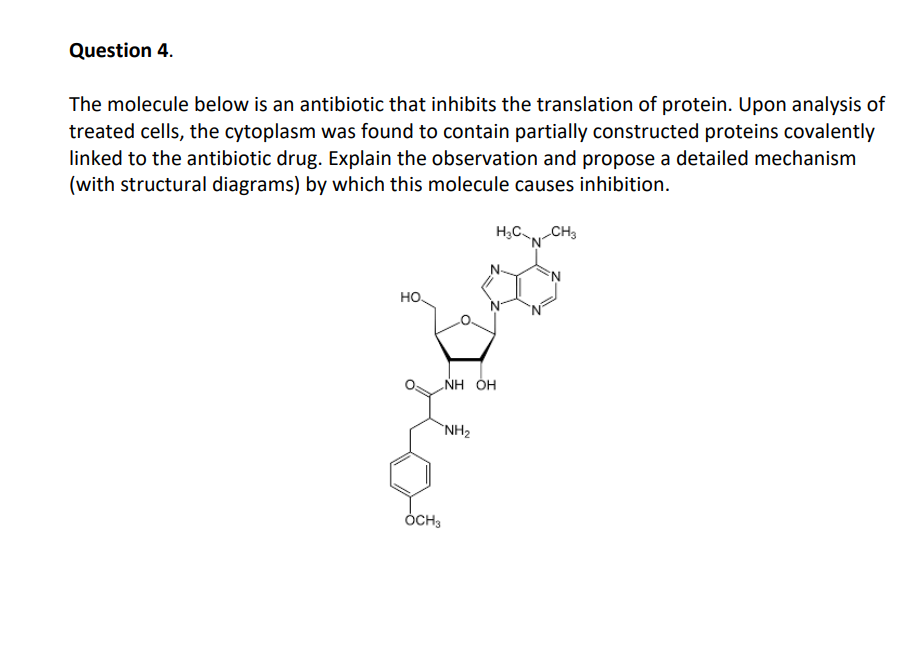Solved The molecule below is an antibiotic that inhibits the | Chegg.com