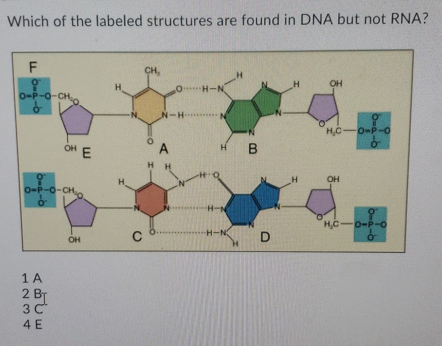 Solved Which of the labeled structures are found in DNA but | Chegg.com