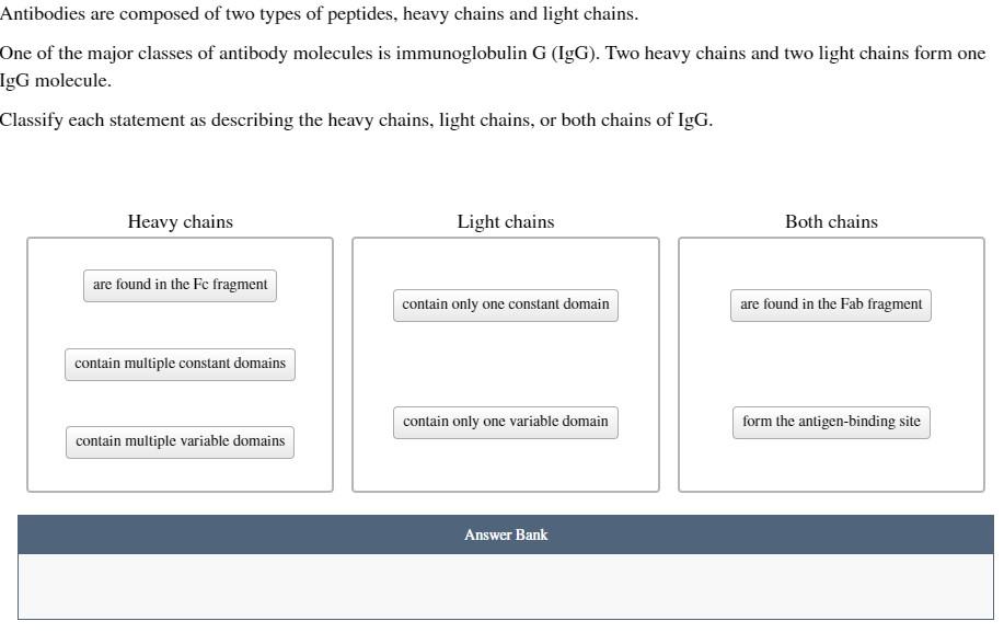 antibodies heavy and light chains
