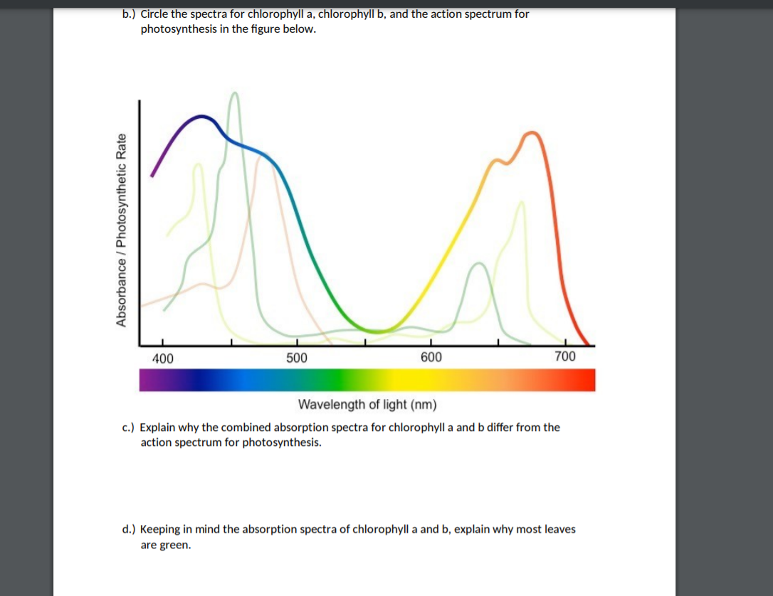 Absorption spectrum deals of chlorophyll