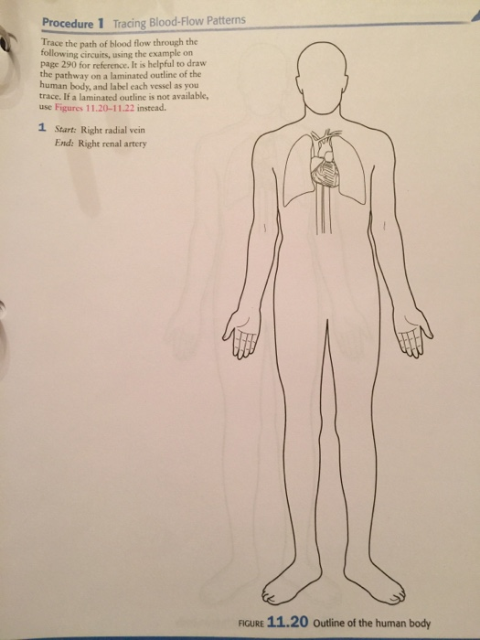 Solved procedure 1 tracing blood flow patterns trace the chegg