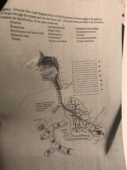 Solved Using the flow chart diagram below of the Respiratory