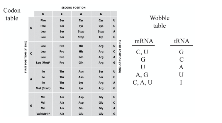 Solved 1) What amino acid is attached to a tRNA containing | Chegg.com