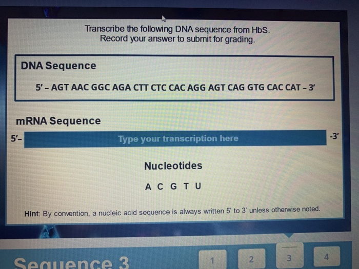 Solved Transcribe the following DNA sequence from HbS. | Chegg.com