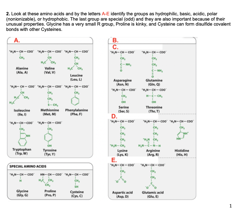 Solved 2 Look At These Amino Acids And By The Letters A Chegg Com