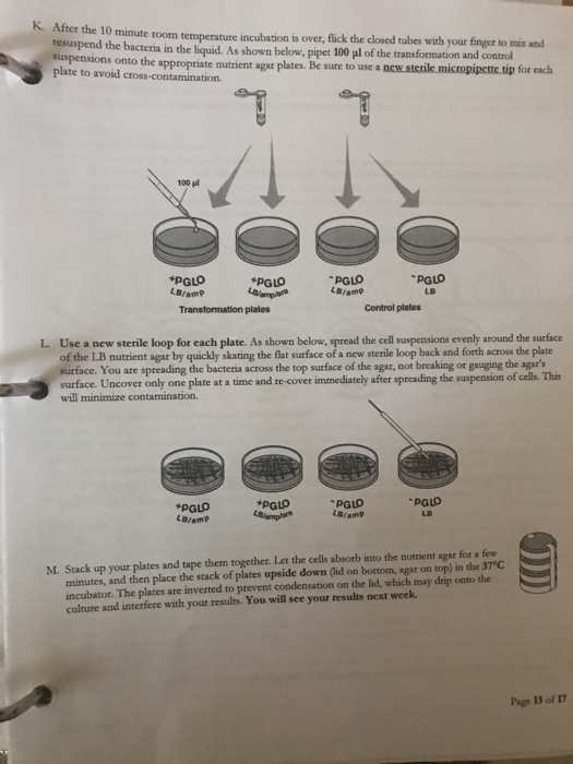 Solved Read the lab procedure instructions then answer the | Chegg.com