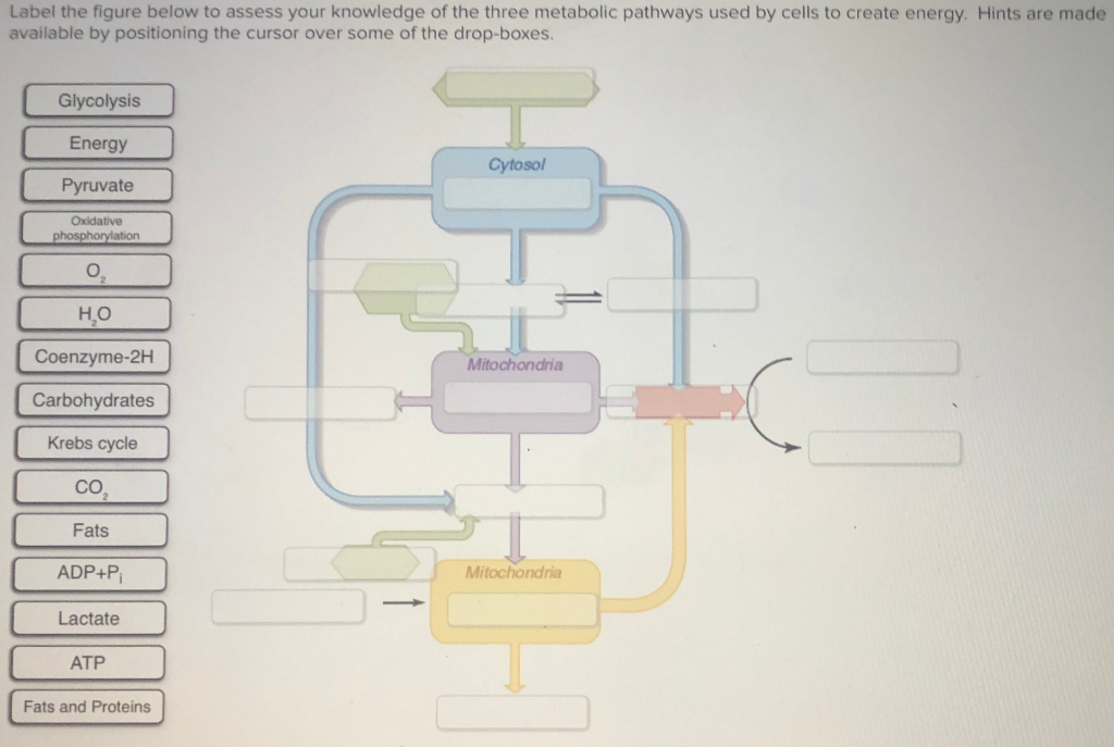 Solved Label the figure below to assess your knowledge of | Chegg.com