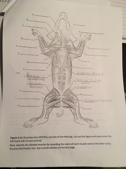 29 Fetal Pig Muscle Diagram - Wiring Database 2020