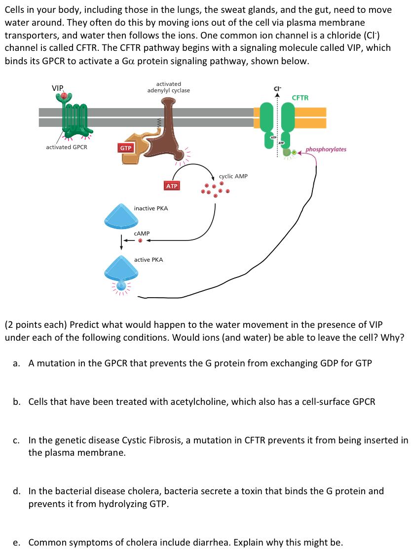 Solved Cells in your body, including those in the lungs, the | Chegg.com