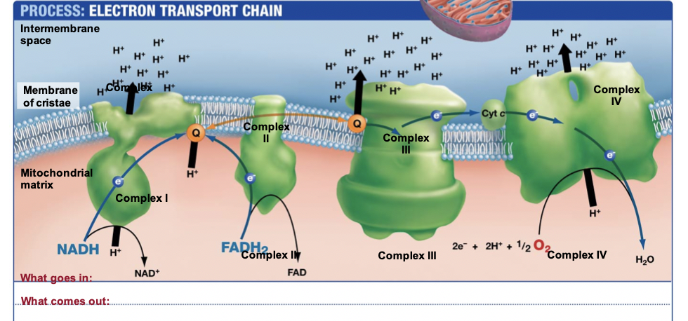 Solved Use the following figure to describe the electron | Chegg.com