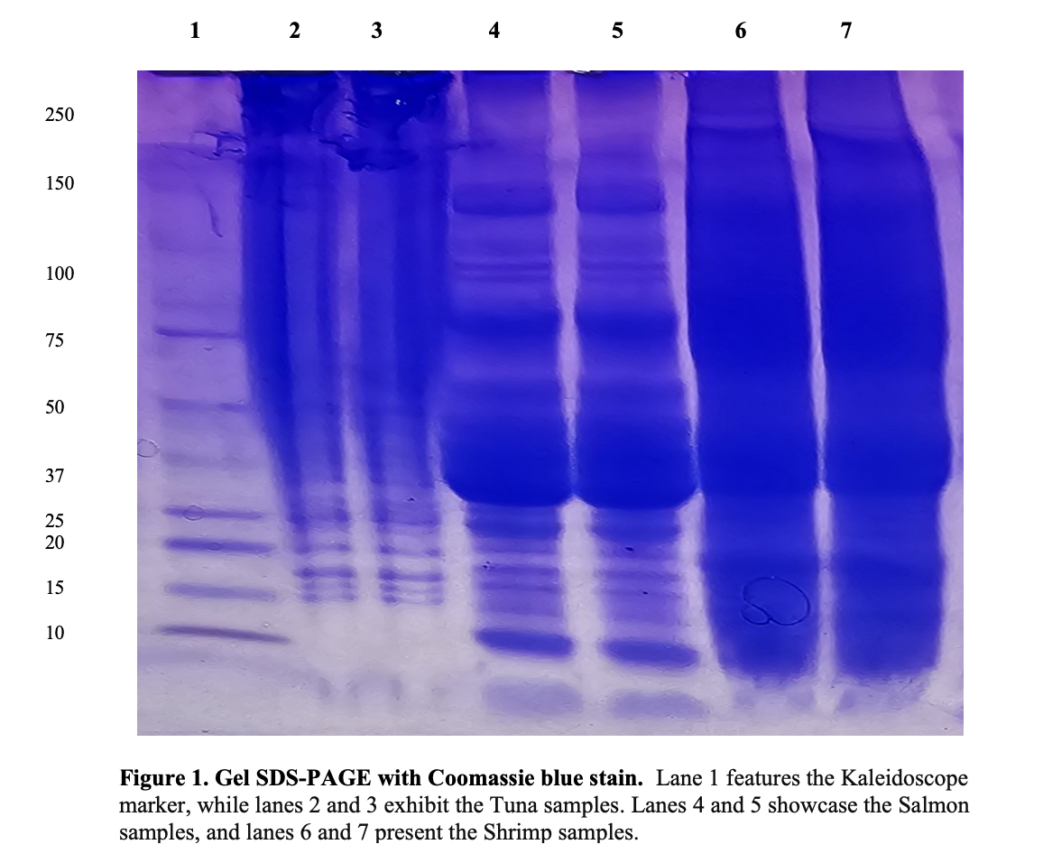 Solved Figure 1 Gel Sds Page With Coomassie Blue Stain 1957