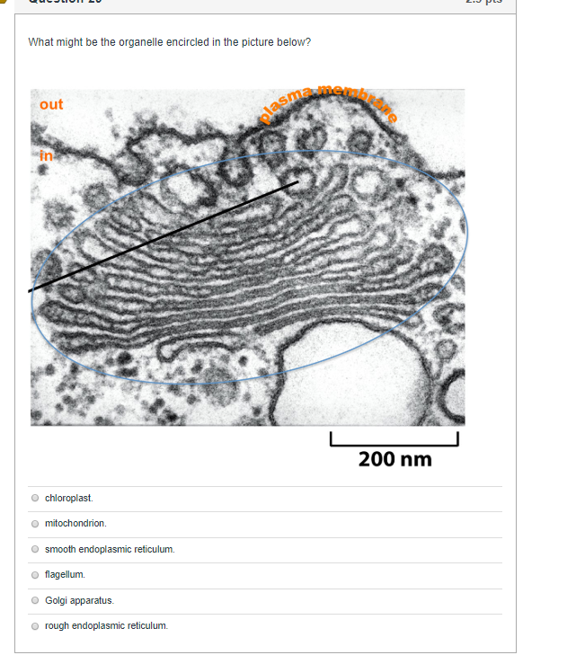 Solved The function of the nuclear pores is to give | Chegg.com