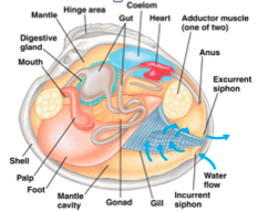 clam internal anatomy diagram