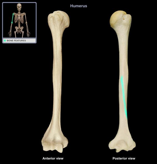 radial groove humerus