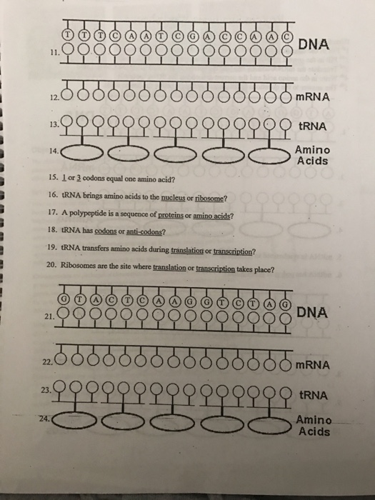 protein-synthesis-worksheet