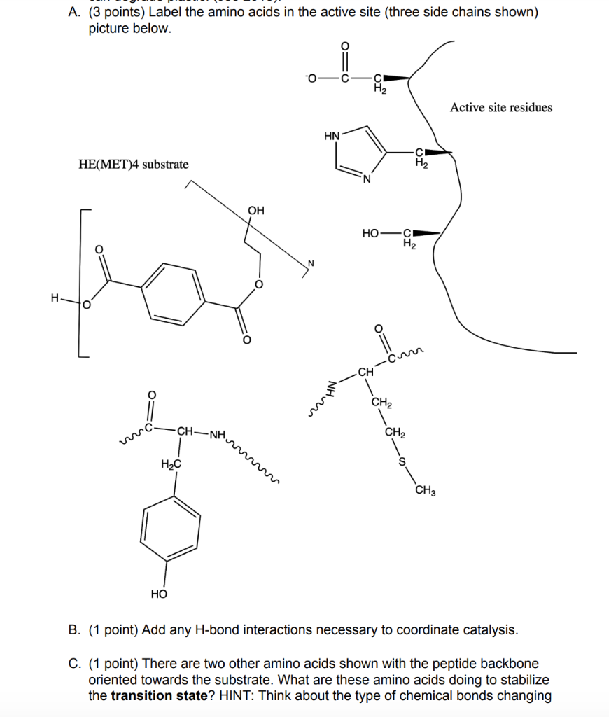 Solved A. (3 points) Label the amino acids in the active | Chegg.com