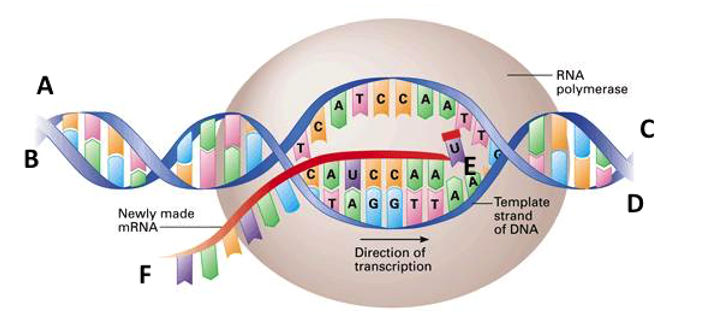 Transcription Biology Crash Course