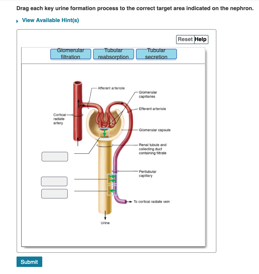 Urination Process