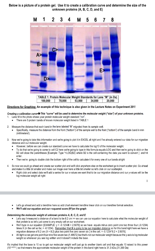 below-is-a-picture-of-a-protein-gel-use-it-to-create-chegg