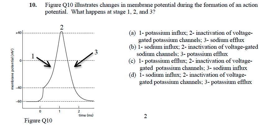 Solved 10. Figure Q10 illustrates changes in membrane | Chegg.com
