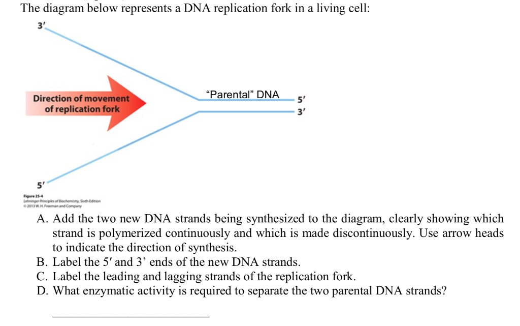Solved The diagram below represents a DNA replication fork | Chegg.com